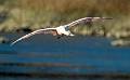 Kirms Photography Roseatte Spoonbill-2